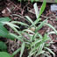 Chasmanthium latifolium River Mist
